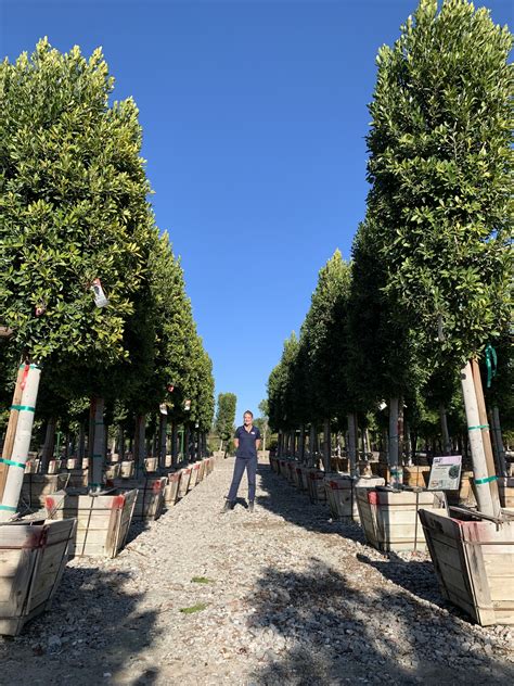 Moon valley nurseries has over 30 locations in the southwest offering landscape design and free planting! Pin by Moon Valley Nurseries on Evergreen Trees - Moon ...