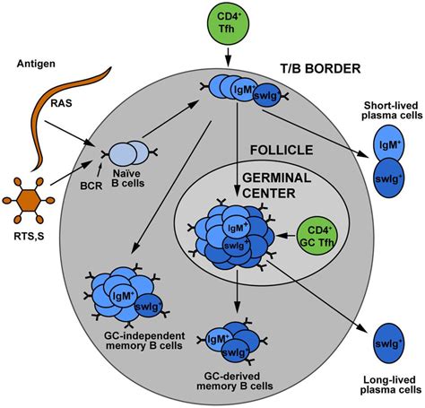 The Development Of Memory B Cell Subsets Upon Encounter With Either