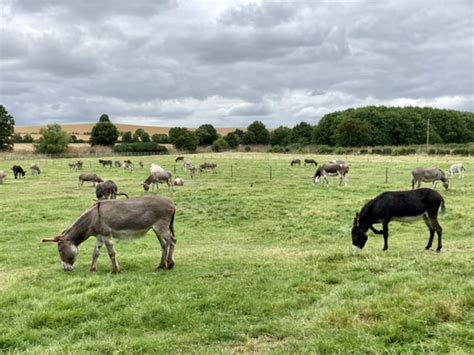 A Visit To Island Farm Donkey Sanctuary Brightwell Cum Sotwell In Didcot