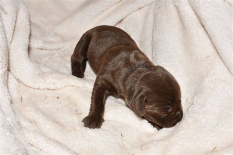 They make wonderful companions for all types of people, as well as wonderful service dogs. AKC Female Chocolate Lab Puppy for sale in North Carolina ...