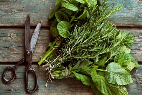 How To Harvest And Dry Herbs Modern Farmer