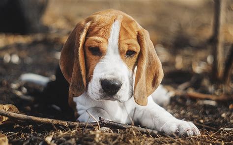 Beagle Names 200 Great Ideas For Naming Your Beagle