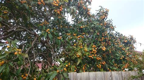 Ihre blätter werden bis zu 15 zentimeter lang und sind unterseits leicht behaart. People, Plants, Landscapes: Loquats or Nespoli - unsung ...