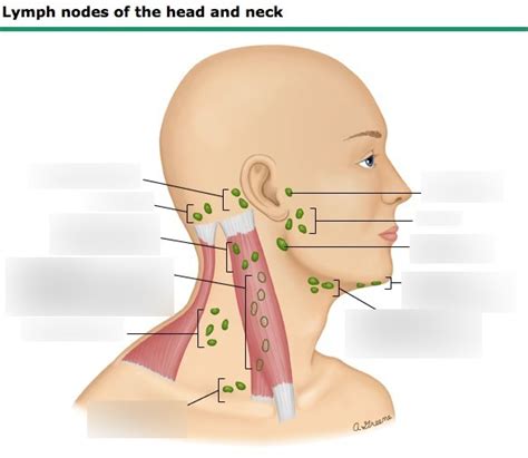 Lymph Nodes Headneck Diagram Quizlet