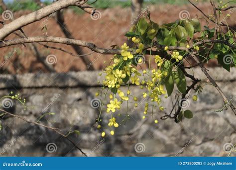 Blossomed Golden Shower Tree Or Kanikonna In Malayalam Stock Photo