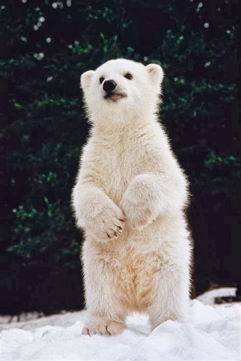 Cute Animals Baby Polar Bears