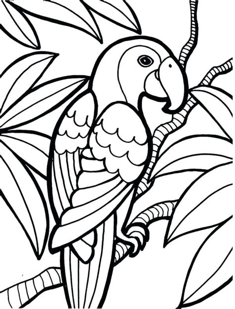 Rainforest Animals Drawings Free Download On Clipartmag