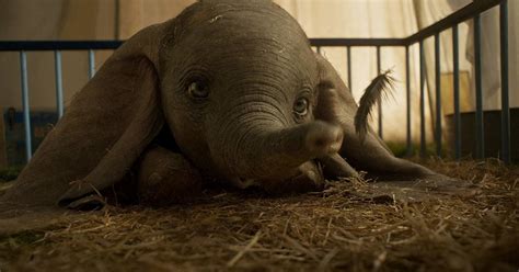 Pourquoi Les Animaux Ne Parlent Pas - Voici pourquoi les animaux du “Dumbo” de Tim Burton ne parlent pas | Le