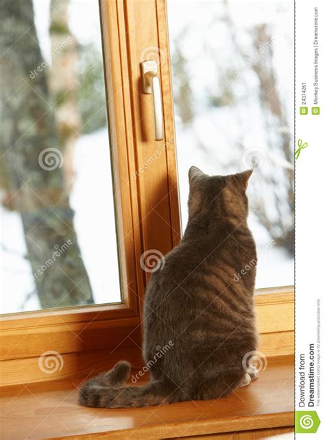 Cat Sitting On Window Ledge Looking At Snowy View Stock