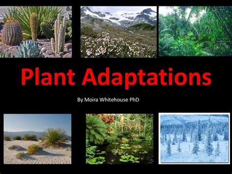 Plant Adaptations Teach