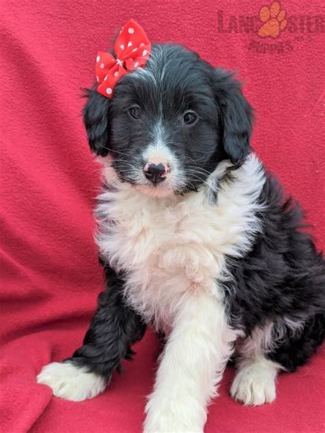 Look at pictures of sheltie, shetland sheepdog puppies who need a home. Candace - Sheltie Mix Puppy for Sale in Cochranville, PA ...