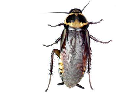 Learn About Australian Roachs | Australian Roach ...