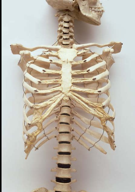 Chest bone rib cage landmark diagram. Pin by Mitch Fehrle on Ribcage Ribcage | Human rib cage ...
