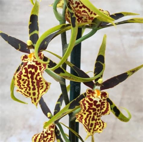 Oncidium Catatante Orange Kiss