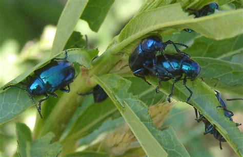 blue milkweed beetles mating what s that bug