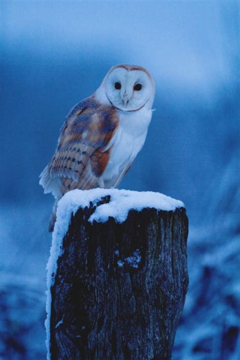 Holen sie sich den ostseestrand als hintergrundbild/wallpaper auf ihren desktop! Winterbilder Tiere Als Hintergrundbild : Die 79+ Besten ...