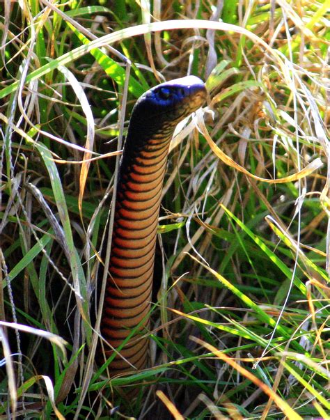 Filered Bellied Black Snake Wikimedia Commons