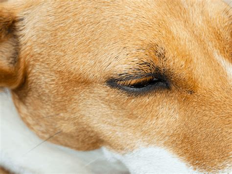 Technically, dogs do not have eyebrows, but they have muscles around their eyes covered in fur or as for the long, wiry hairs on the dog's eyebrow areas, these are also called whiskers, and they are. Do Dogs Have Eyelashes or Eyebrows? | PawLeaks