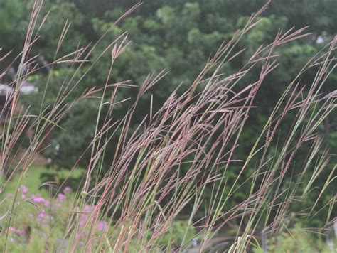 Species Spotlight The Native Grasses Edge Of The Woods Native Plant