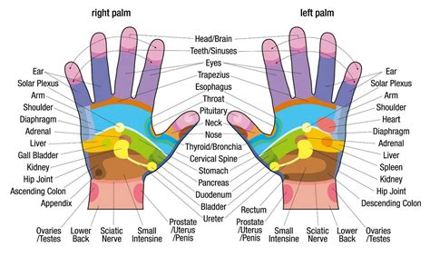 Printable Hand Reflexology Chart Minimalist Blank Printable
