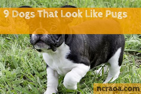 9 Dogs That Look Like Pugs With Pictures National Canine Research