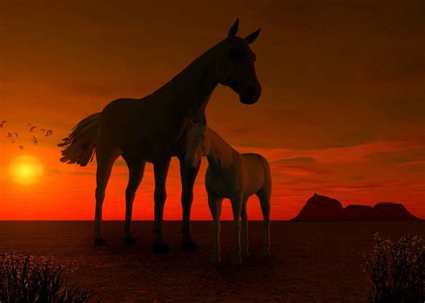30 Sonnenuntergang Hintergrund Pferde Bilder Hintergrund De