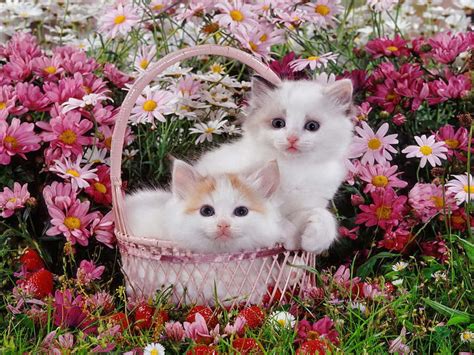 Download Cute White Kittens Inside Pink Basket Wallpaper