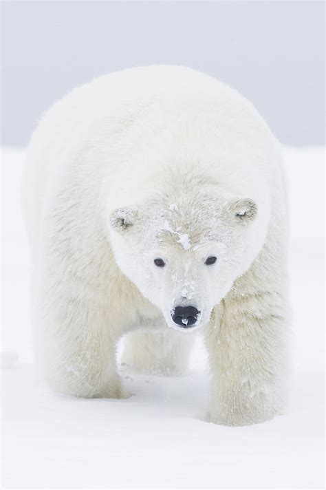 Curious Young Polar Bear Boar Walks Photograph By Steven Kazlowski