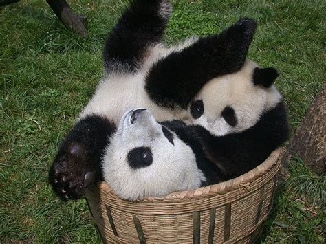 Pin Em ♥i Love Pandas ♥