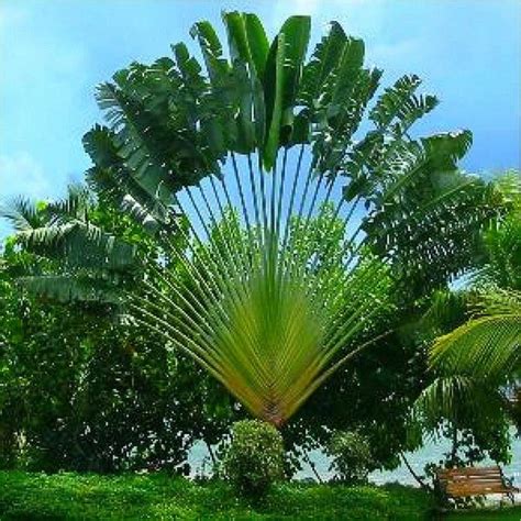 Palm Tree Seed Palm Tree
