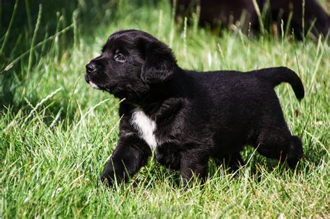 Labernese Pups Bernese Mountain Dog X Labrador Wisbech