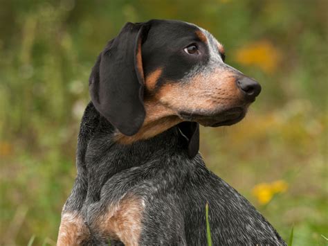 16 Lovely Bluetick Coonhound Puppies For Sale Puppy Photos