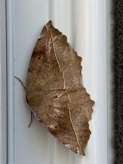 This Moth On My Front Door Looks Like A Dried Leaf Rmildlyinteresting