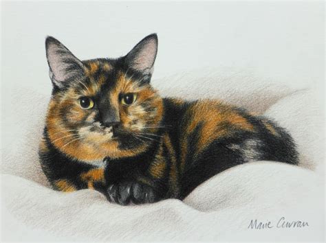 Https://techalive.net/draw/how To Colour A Tortoiseshell Cat Drawing