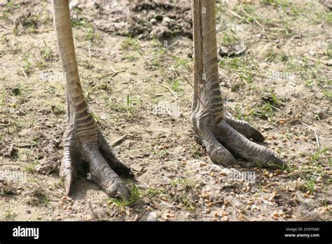 Ostrich Feet Hi Res Stock Photography And Images Alamy