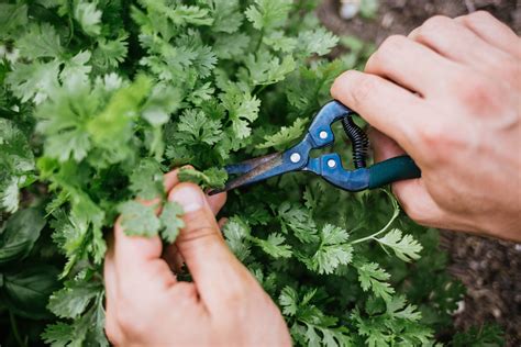 How To Harvest Cilantro Without Killing It Easy Steps Green Garden