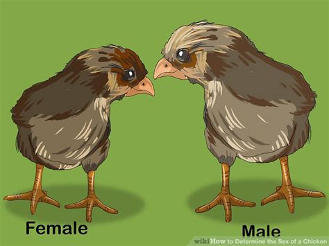 Do chickens mate to reproduce? 3 Ways to Determine the Sex of a Chicken - wikiHow