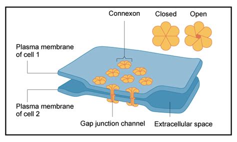 Tight junctions are one of three main types of junctions in vertebrate cells. Talk2Bio Cell Junctions | Gap junction, Cell junction ...