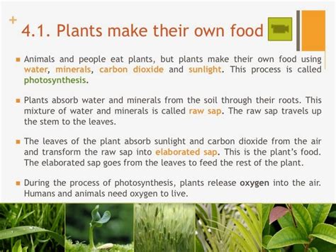 Tic Tac Science: Year 4. Unit 4. Plants and animals ...