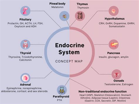 Endocrine System Concept Map My Endo Consult