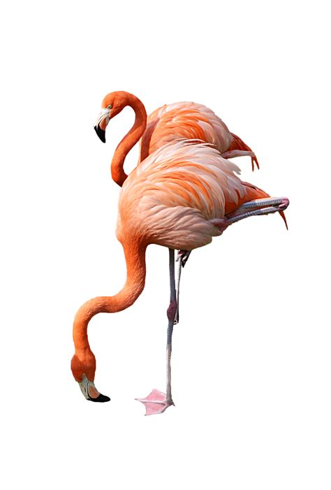 Echtes Flamingo Png Transparentes Bild Png Mart