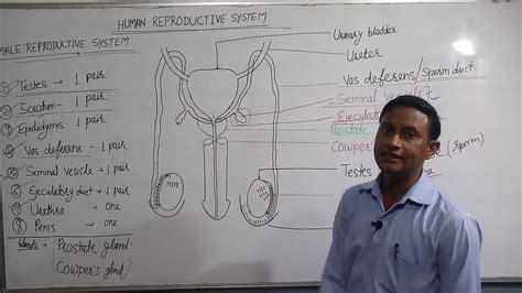 Class 8th Reproduction Part 3 Male Reproductive System Youtube