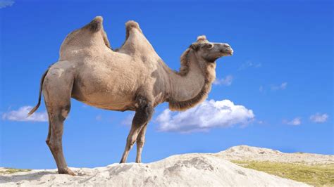 10 Facts About Wild Bactrian Camel