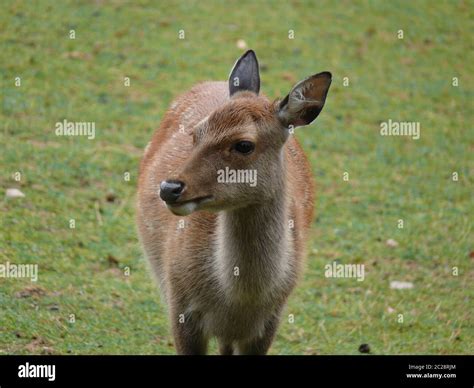 Female Sika Deer Stock Photo Alamy