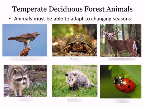Deciduous Forest Animals Diagram Quizlet