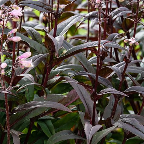 Blackbeard Bearded Tongue Perennial Penstemon Gallon Pot Walmart