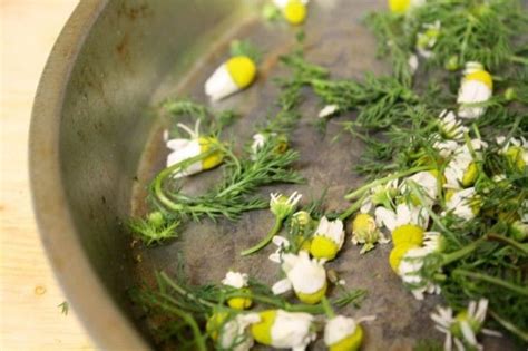 Letting flowers dry out naturally is perhaps the easiest (but not quickest) way to preserve your blooms. Oven-drying chamomile flowers (and leaves!) | Culinary ...