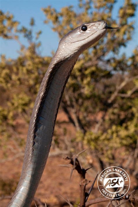 They have been blamed for numerous human deaths, and african myths exaggerate their capabilities to legendary for these reasons, the black mamba is widely considered the world's deadliest snake. Black Mamba - African Snakebite Institute