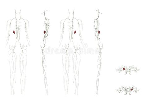 Female Lymphatic System Of Half Body Stock Illustration Illustration