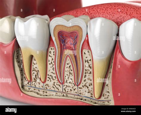 Human Teeth Anatomy Cross Section Of Human Tooth 3d Illustration